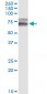 HPX Antibody (monoclonal) (M01)